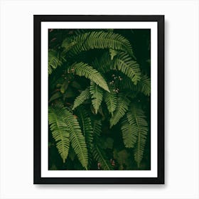 Ferns V Art Print