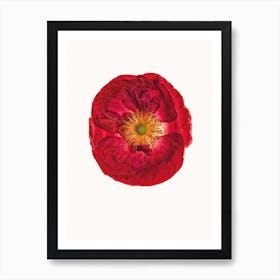 Poppy III Art Print