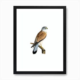 Vintage Common Kestrel Falcon Male Bird Illustration on Pure White n.0013 Art Print