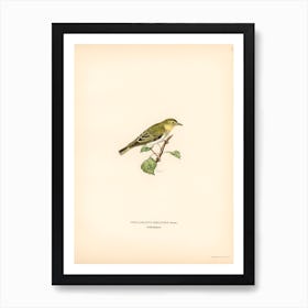 Wood Warbler, The Von Wright Brothers Art Print