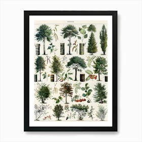 Arbres Biological Tree Plant Diagram Drawings Art Print