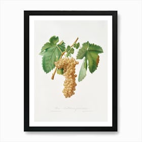 Trebbiano Grapes (Vitis Vinifera Trebulana Florentina) From Pomona Italiana (1817 1839), Giorgio Gallesio Art Print