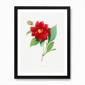 Dahlia Double, Pierre Joseph Redoute Art Print