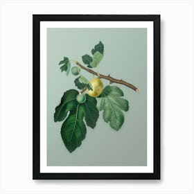 Vintage Fig Botanical Art on Mint Green n.0299 Art Print