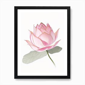 Pink Lotus Pencil Illustration 3 Poster