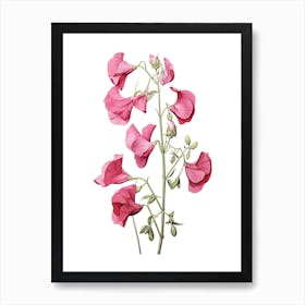 Sweet Peas Flower Vintage Botanical 3 Art Print