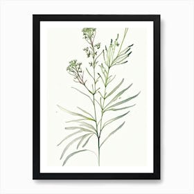 Valerian Herb Minimalist Watercolour 2 Art Print