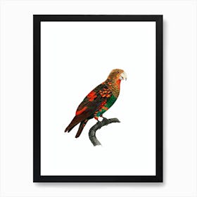 Vintage Brown Necked Parrot Bird Illustration on Pure White n.0001 Art Print