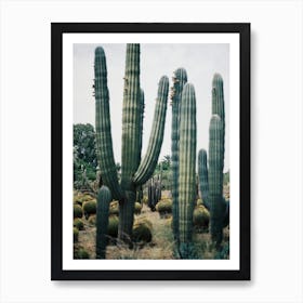 Exotic Green Cactus Art Print