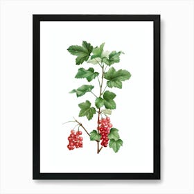 Vintage Redcurrant Plant Botanical Illustration on Pure White n.0223 Art Print