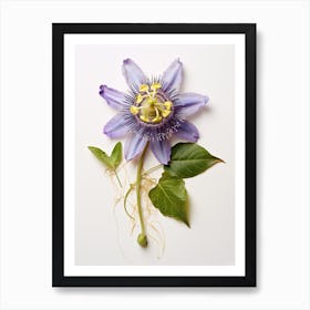 Pressed Flower Botanical Art Passionflower Art Print