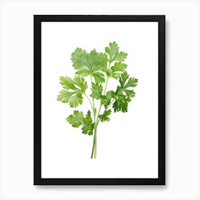 Cilantro Vintage Botanical Herbs 3 Art Print