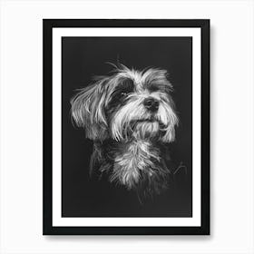 Havanese Dog Charcoal Line 3 Art Print