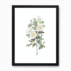 Vintage White Burnet Roses Botanical Illustration on Pure White n.0915 Art Print