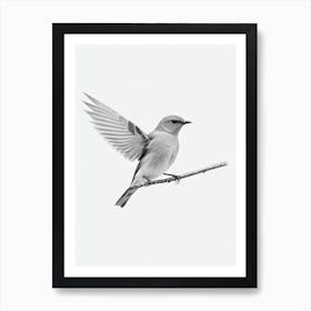 Eastern Bluebird B&W Pencil Drawing 1 Bird Art Print