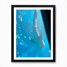 Whale Shark In Aquarium Art Print