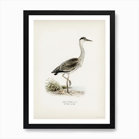 Gray Heron (Ardea Cinerea), The Von Wright Brothers Art Print