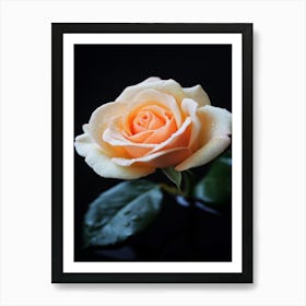 Peach Rose On Black Background 5 Art Print