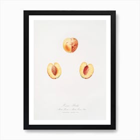 Nectarine (Malus Persica Hybrida) From Pomona Italiana (1817 1839), Giorgio Gallesio Art Print