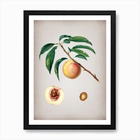 Vintage White Speckled Peach Botanical on Parchment n.0049 Art Print