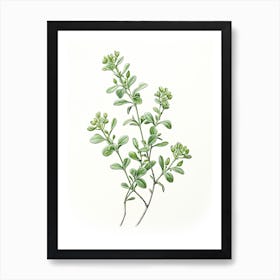 Thyme Vintage Botanical Herbs 5 Art Print