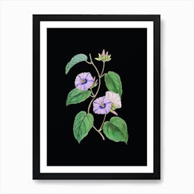 Vintage Hoary Jacquemontia Flower Botanical Illustration on Solid Black n.0830 Art Print