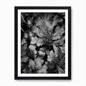 Shades Of Grey Art Print