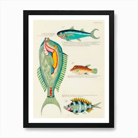 Colourful And Surreal Illustrations Of Fishes Found In Moluccas (Indonesia) And The East Indies, Louis Renard(26) Art Print