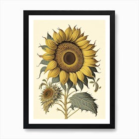 Desert Sunflower Wildflower Vintage Botanical 1 Art Print