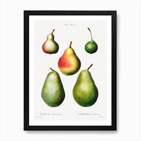 Pear, Pierre Joseph Redoute 3 Art Print