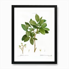 Eastern Leatherwood, Pierre Joseph Redoute Art Print