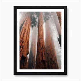 Redwood Forest Trees Affiche