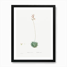 Aloe Atrovirens, Pierre Joseph Redoute Art Print