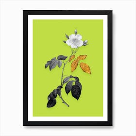 Vintage Big Leaved Climbing Rose Black and White Gold Leaf Floral Art on Chartreuse n.0027 Art Print