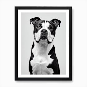 Staffordshire Bull Terrier B&W Pencil Dog Art Print