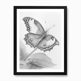 Comma Butterfly Greyscale Sketch 3 Art Print
