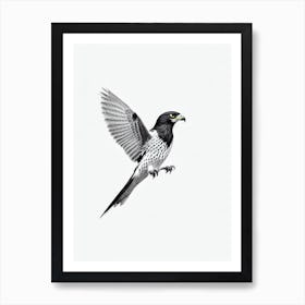 Falcon B&W Pencil Drawing Bird Art Print