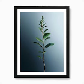 Eucalyptus 1 Art Print