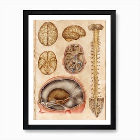 Vintage Anatomy Neurology Art Print