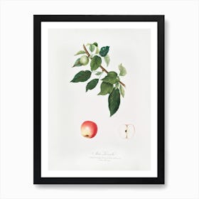 Apple (Malus Pumila) From Pomona Italiana (1817 - 1839), Giorgio Gallesio Art Print