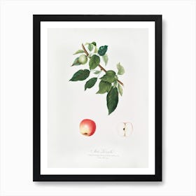 Apple (Malus Pumila) From Pomona Italiana (1817 - 1839), Giorgio Gallesio Poster