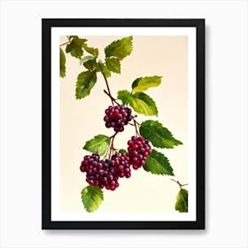 Boysenberry Italian Watercolour fruit Art Print