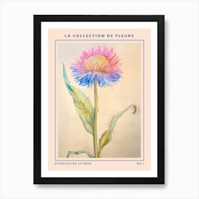 Everlasting Flower French Flower Botanical Poster Art Print