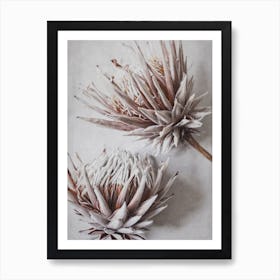 Dried King Protea Flowers Art Print