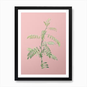 Vintage Flowering Indigo Plant Botanical on Soft Pink Art Print