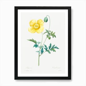 Welsh Poppy, Pierre Joseph Redoute Art Print