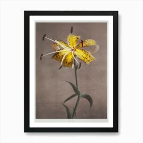 Lily, Hand Colored Collotype From Some Japanese Flowers (1899), Kazumasa Ogawa 1 Art Print