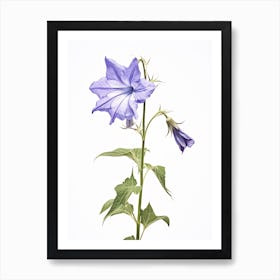 Pressed Wildflower Botanical Art Tall Bellflower 1 Art Print