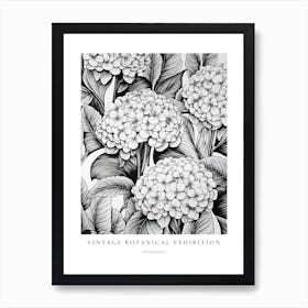 Hydrangea B&W Vintage Botanical Poster Art Print