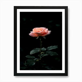 Pink Rose 54 Art Print